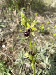Ophrys sphegodes passionis