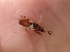 Pseudopamera nitidula