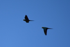 Orthopsittaca manilatus