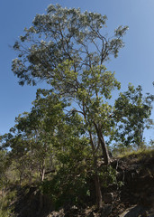 Eucalyptus exserta