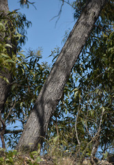 Eucalyptus exserta