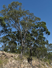 Eucalyptus exserta