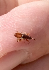 Pseudopamera nitidula