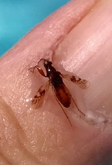 Pseudopamera nitidula