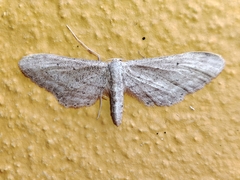 Idaea longaria