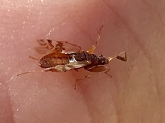 Pseudopamera nitidula