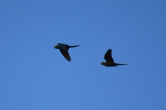 Orthopsittaca manilatus