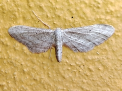 Idaea longaria