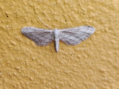 Idaea longaria