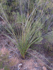 Bobartia robusta