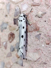 Ethmia terminella