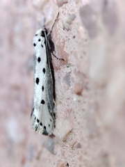Ethmia terminella