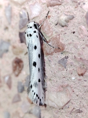 Ethmia terminella