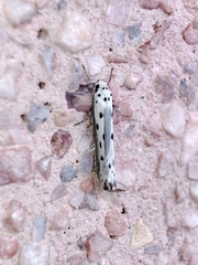 Ethmia terminella