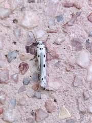 Ethmia terminella