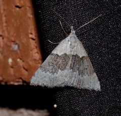 Dichromodes indicataria