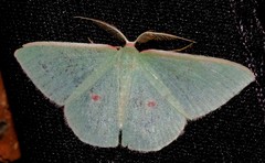 Chlorocoma cadmaria