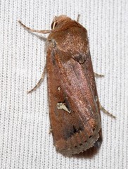 Proteuxoa bistrigula