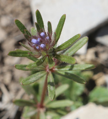 Asperula setosa
