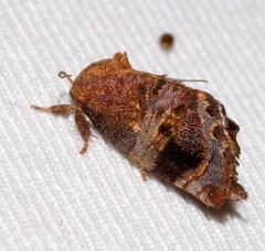 Hypertropha