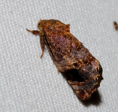 Hypertropha