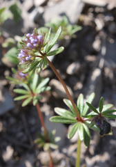 Asperula setosa