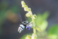 Thyreus novaehollandiae