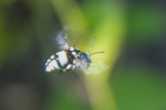 Thyreus novaehollandiae