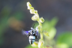 Thyreus novaehollandiae