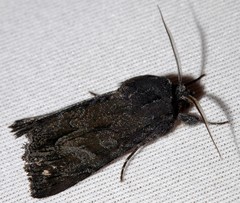 Neumichtis