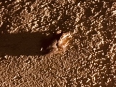 Pseudacris hypochondriaca