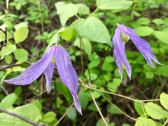 Clematis occidentalis grosseserrata