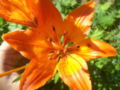 Lilium maculatum
