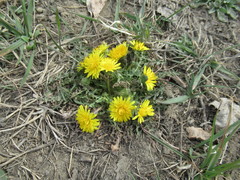 Taraxacum dissectum