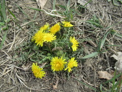 Taraxacum dissectum