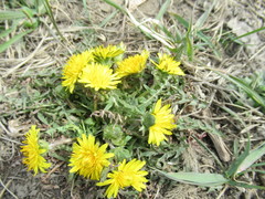 Taraxacum dissectum