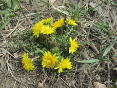Taraxacum dissectum