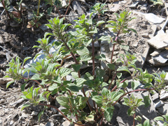 Clinopodium graveolens