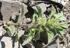 Clinopodium graveolens