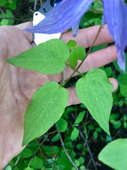 Clematis occidentalis grosseserrata
