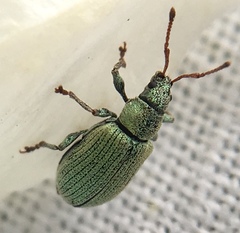 Phyllobius