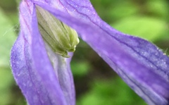 Clematis occidentalis grosseserrata
