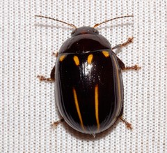 Paropsisterna lineata