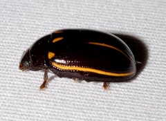 Paropsisterna lineata