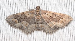 Chrysolarentia plesia