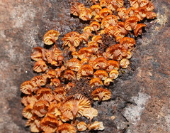 Xeromphalina leonina