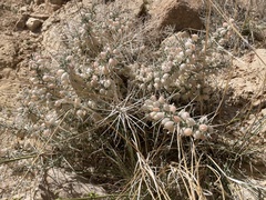 Astragalus spinosus