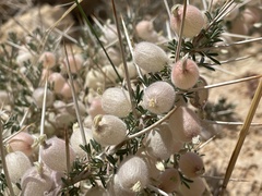 Astragalus spinosus