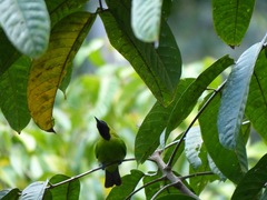 Chloropsis cyanopogon