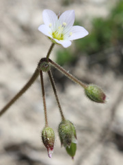 Holosteum glutinosum